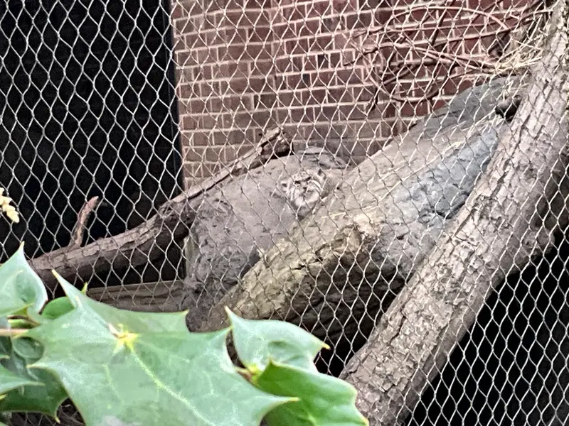 プロスペクト・パーク動物園のバトゥの写真