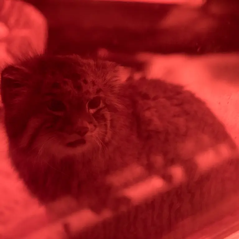 恩賜上野動物園のナイマの写真
