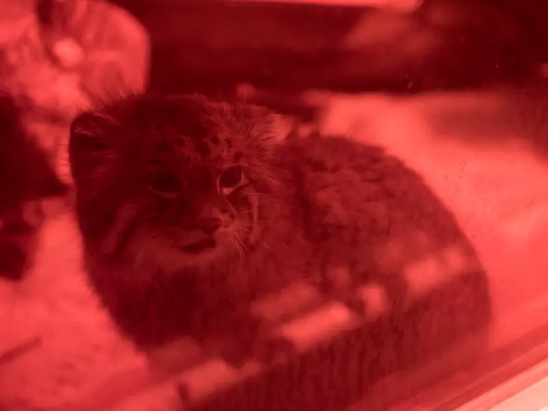 恩賜上野動物園のナイマの写真