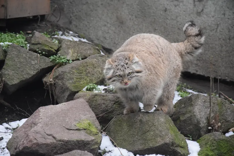 ブダペスト動物園・植物園のルーシーの写真