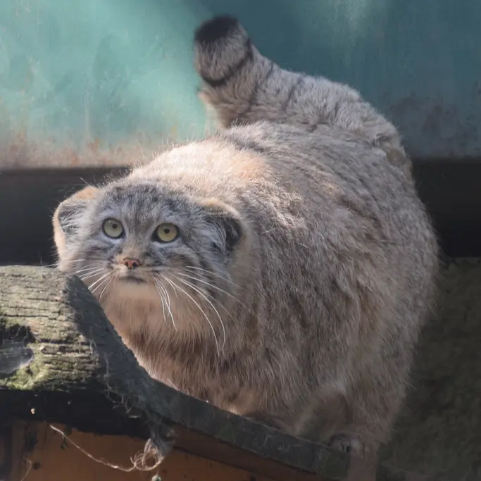 ブダペスト動物園＆植物園のルーシーの写真