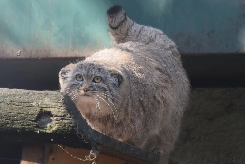 ブダペスト動物園＆植物園のルーシーの写真