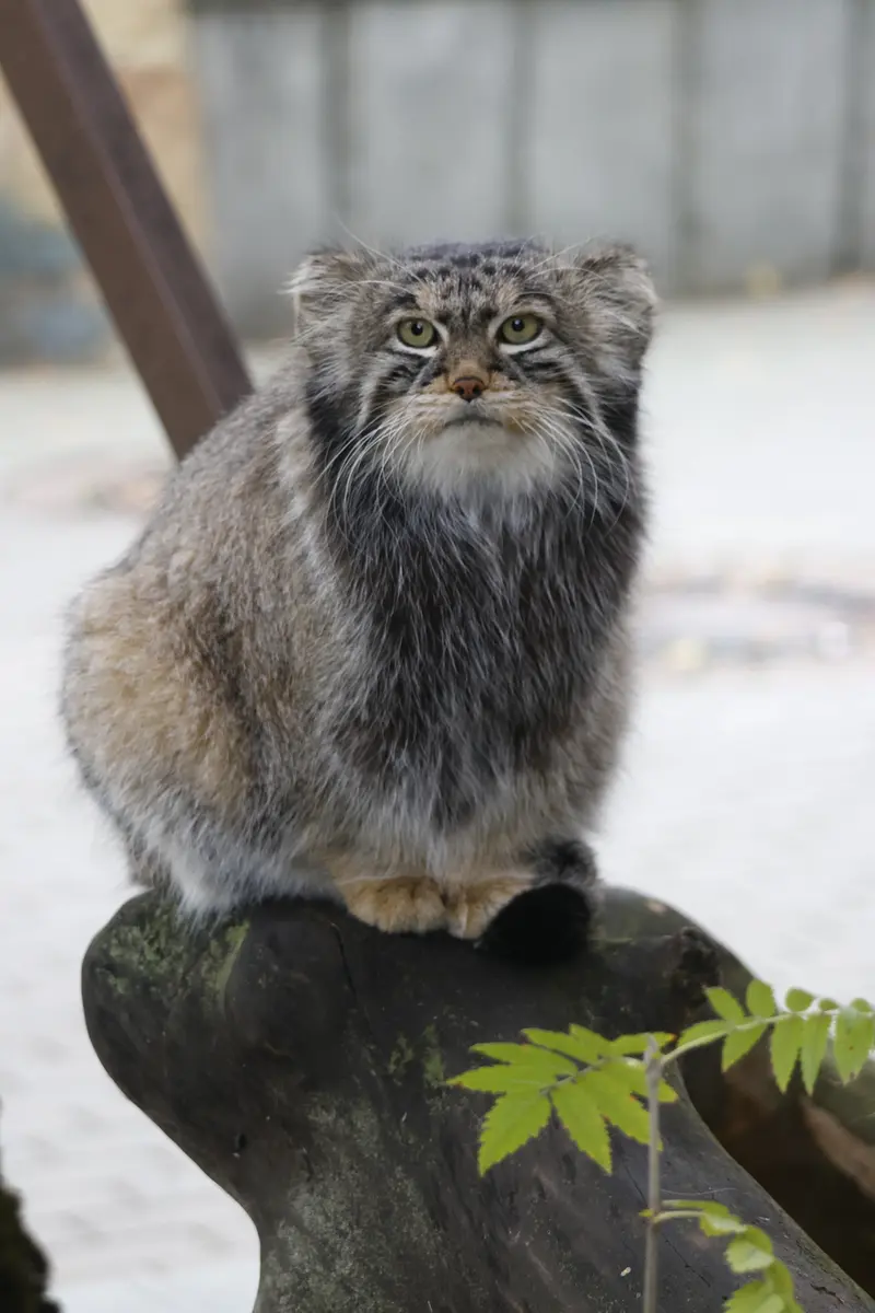 マヌルネコの写真