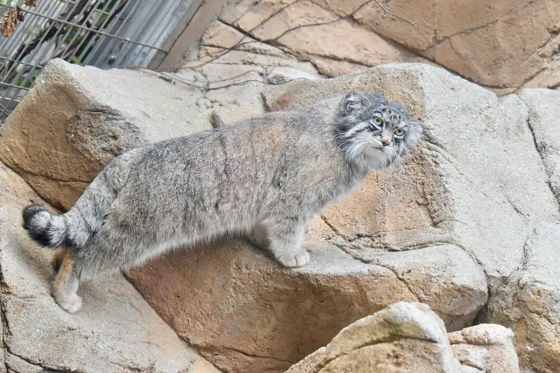 神戸市立王子動物園のイーリスの写真