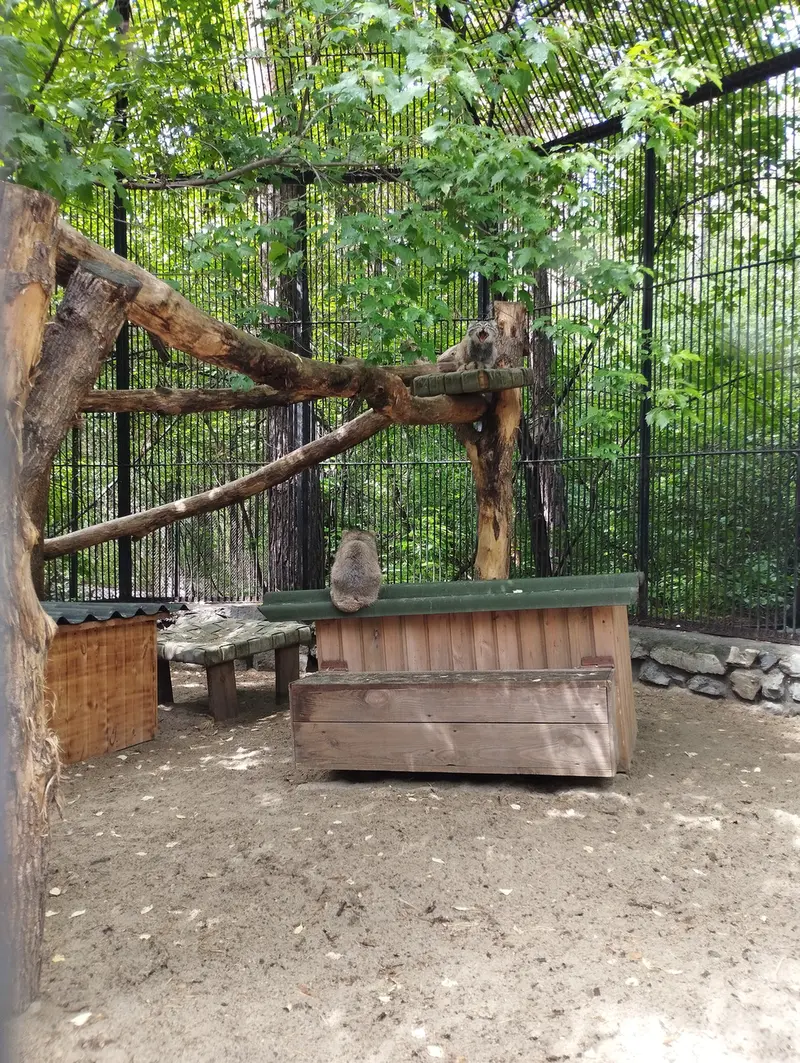 ノヴォシビルスク動物園のマヌルネコの写真