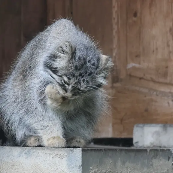 モスクワ動物園のマヌルネコの写真