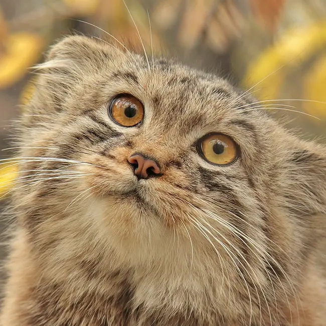ノヴォシビルスク動物園のレフの写真