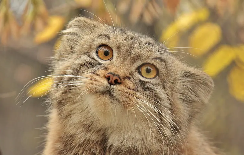 ノヴォシビルスク動物園のレフの写真