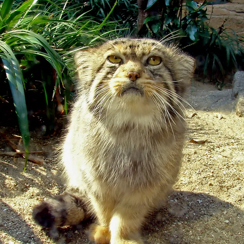 神戸市立王子動物園の衛門の写真
