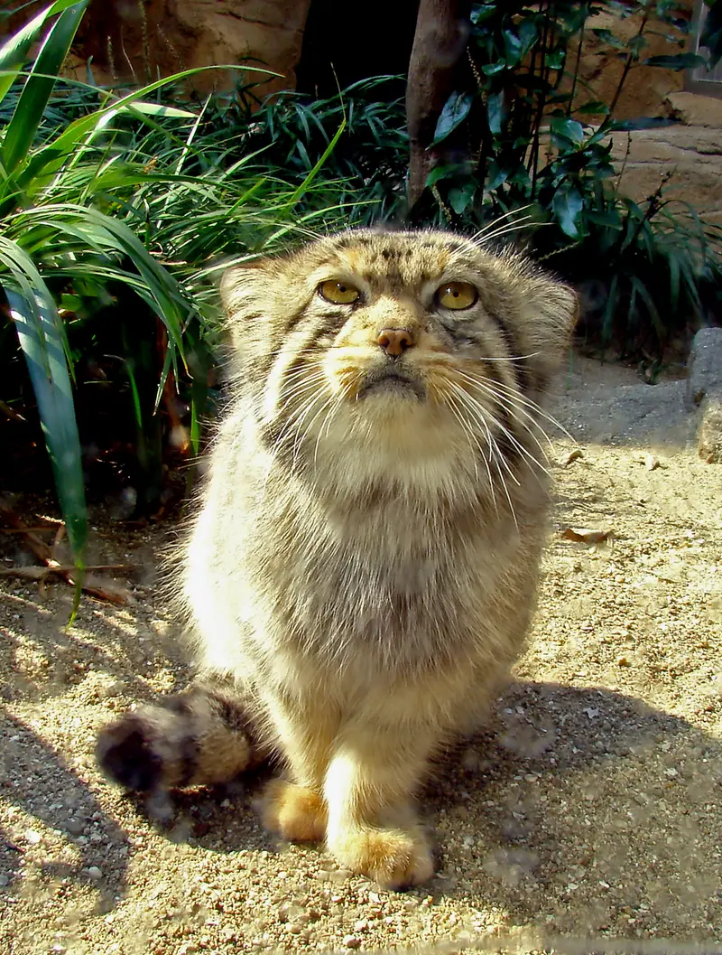 神戸市立王子動物園の衛門の写真