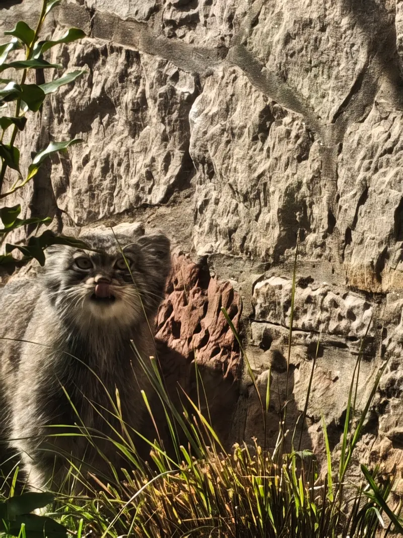 エディンバラ動物園のダッチェスの写真