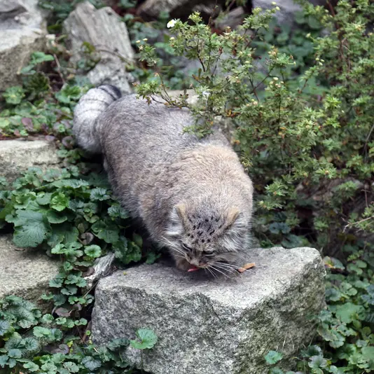 ヴロツワフ動物園のザリナの写真