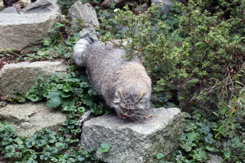ヴロツワフ動物園のザリナの写真