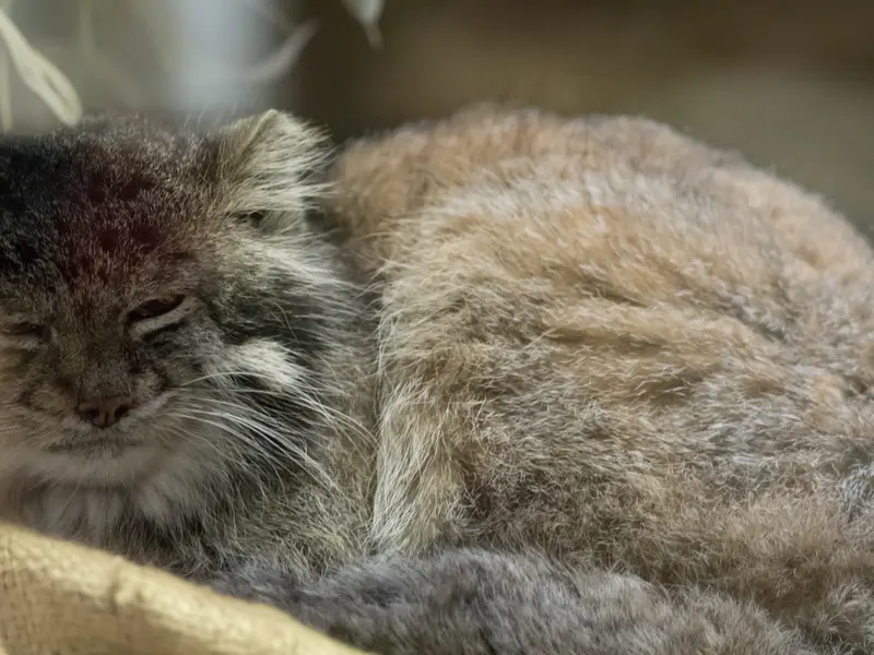 恩賜上野動物園のクリョンの写真