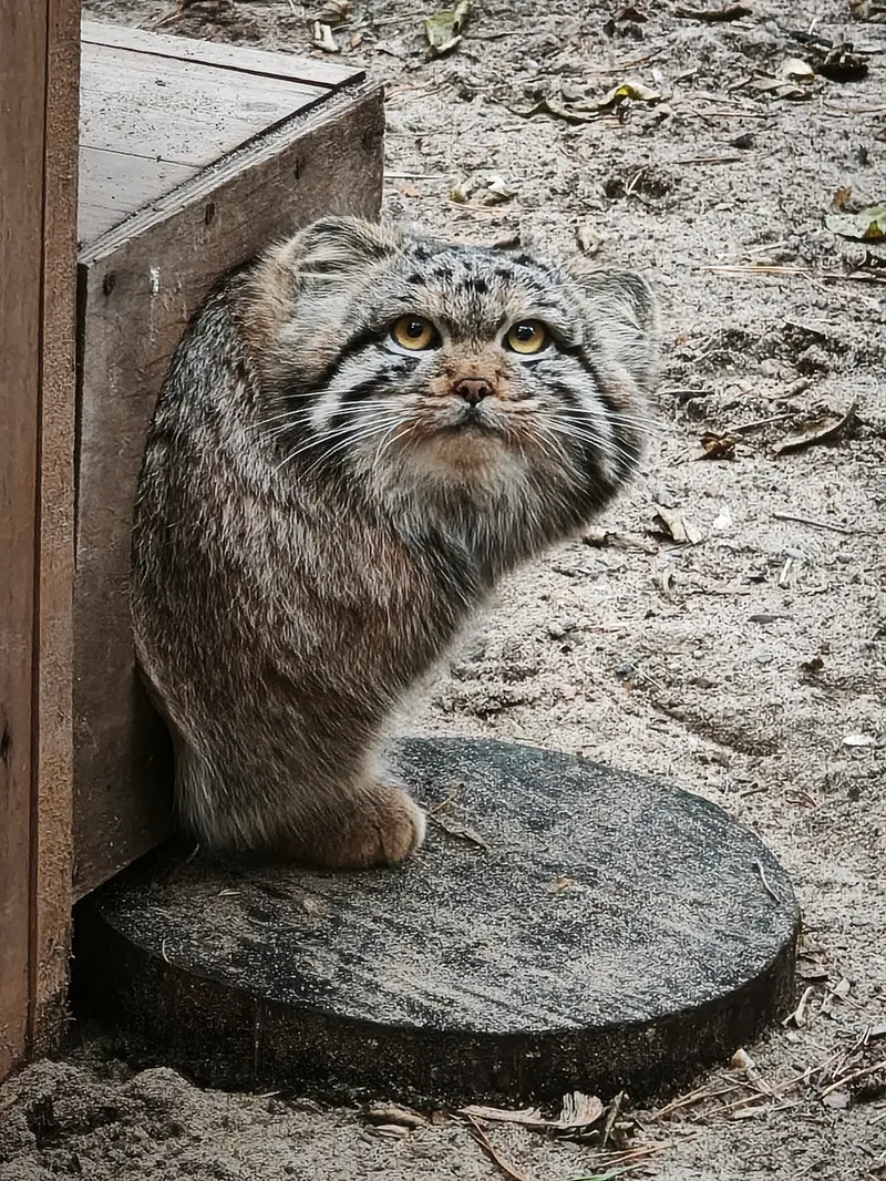 ノヴォシビルスク動物園のスネジャナの息子 b.2026 Ⅰの写真