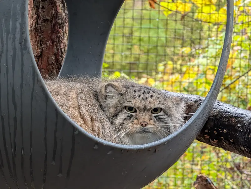 オグルベイ・グッド動物園のブリーの写真