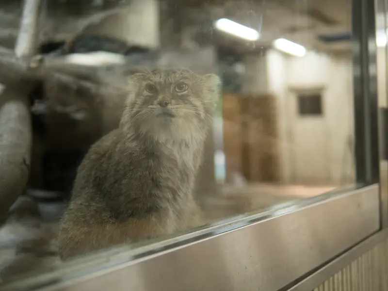 恩賜上野動物園のプリームラの写真