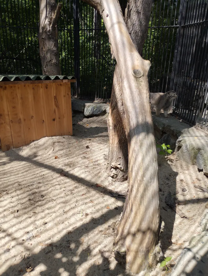 ノヴォシビルスク動物園のマヌルネコの写真