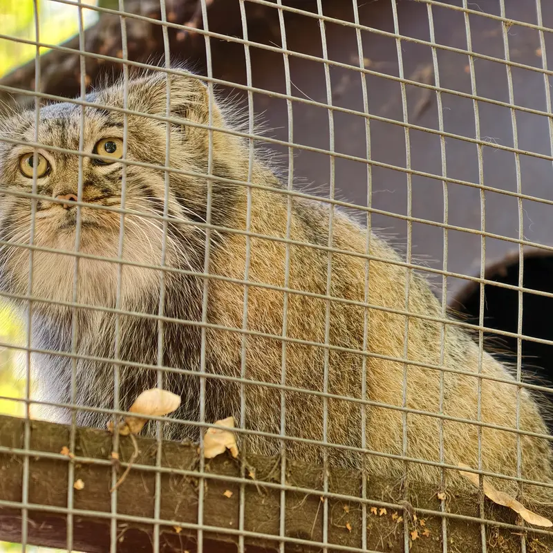 コシツェ動物園のアイセンの写真