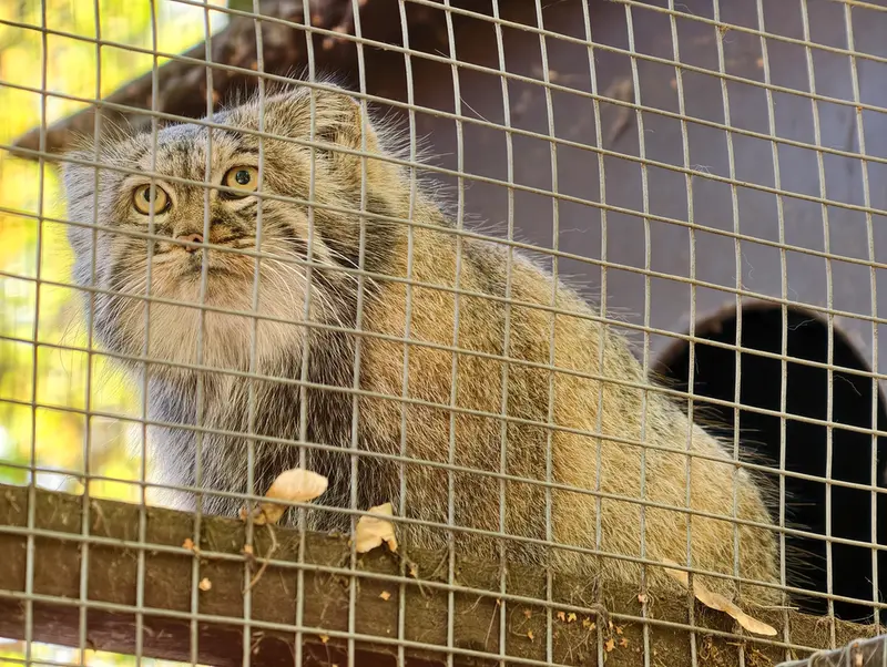コシツェ動物園のアイセンの写真