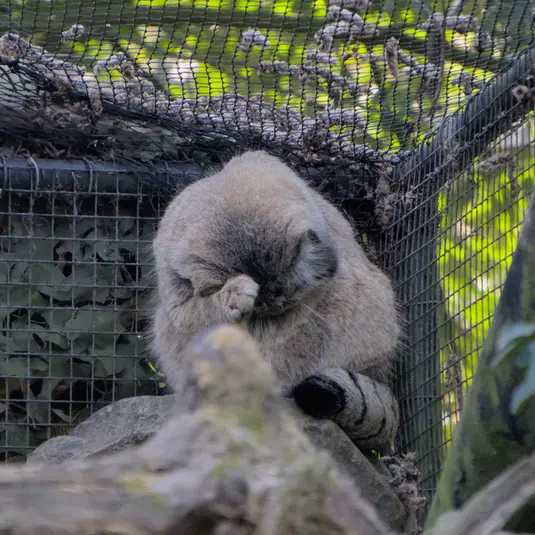 ロッテルダム動物園のノルブの写真