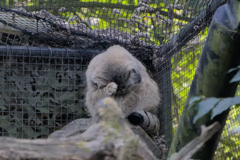 ロッテルダム動物園のノルブの写真