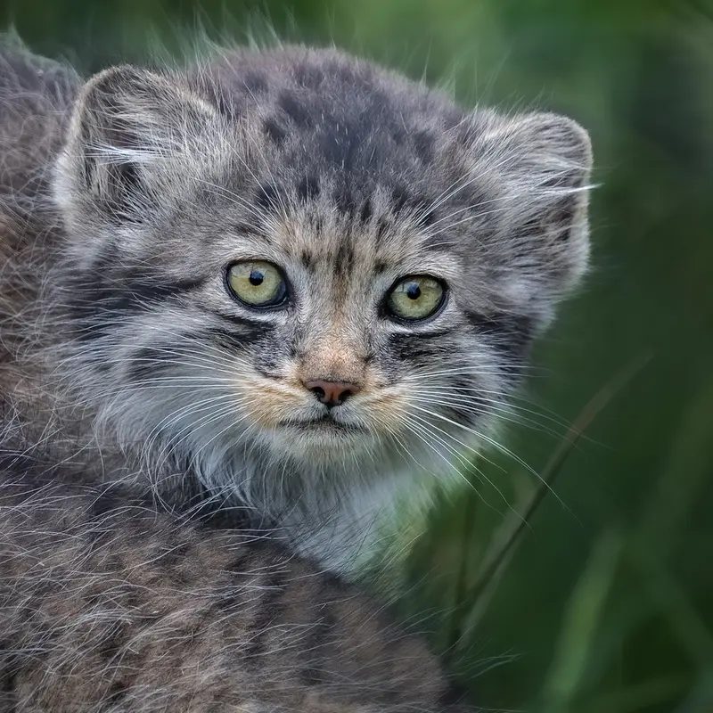 ポート・リムプネ・ワイルド・アニマル・パークのナムーの子猫 b. 2026 Ⅰの写真