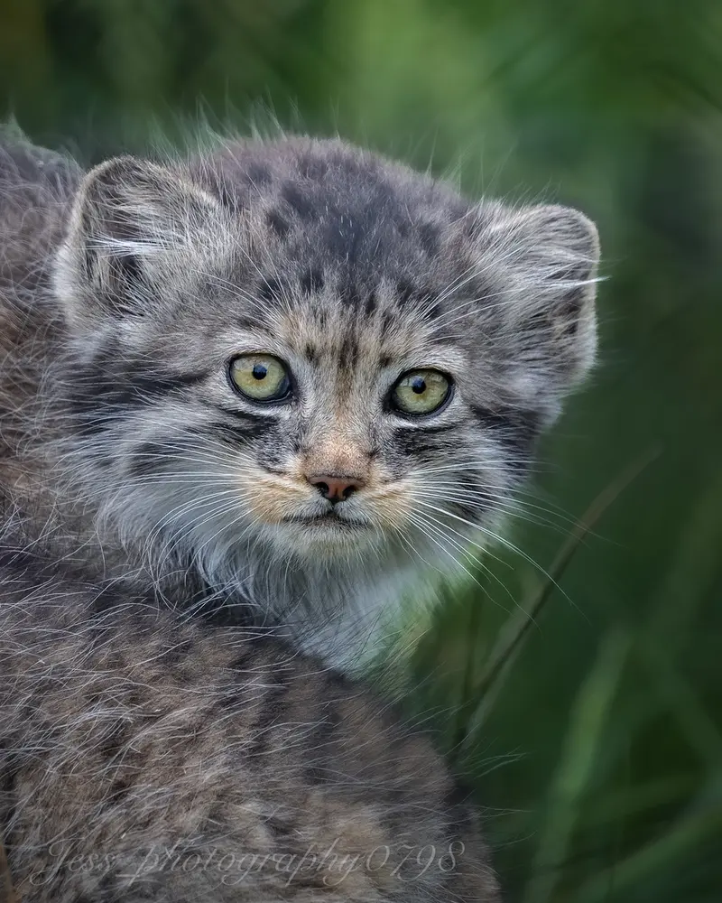 ポート・リムプネ・ワイルド・アニマル・パークのナムーの子猫 b. 2026 Ⅰの写真
