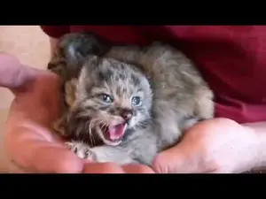 アリス、ブルンヒルダとプラスコーヴィヤの動画