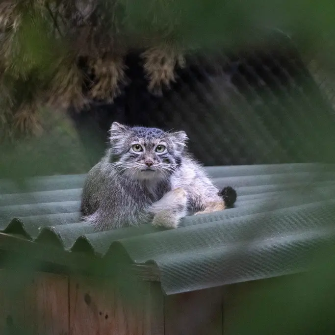 ノヴォシビルスク動物園のスネジャナの写真