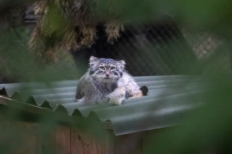 ノヴォシビルスク動物園のスネジャナの写真