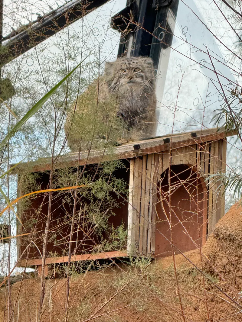プラハ動物園のスパイの写真