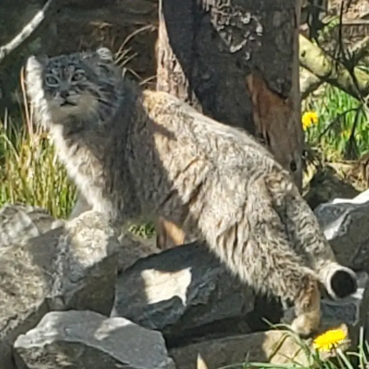 エディンバラ動物園のアキコの写真