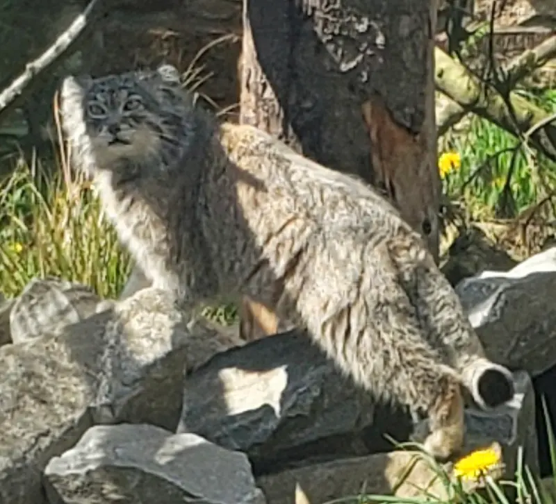 エディンバラ動物園のアキコの写真