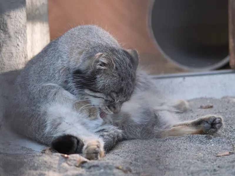 野毛山動物園のフィーガの写真