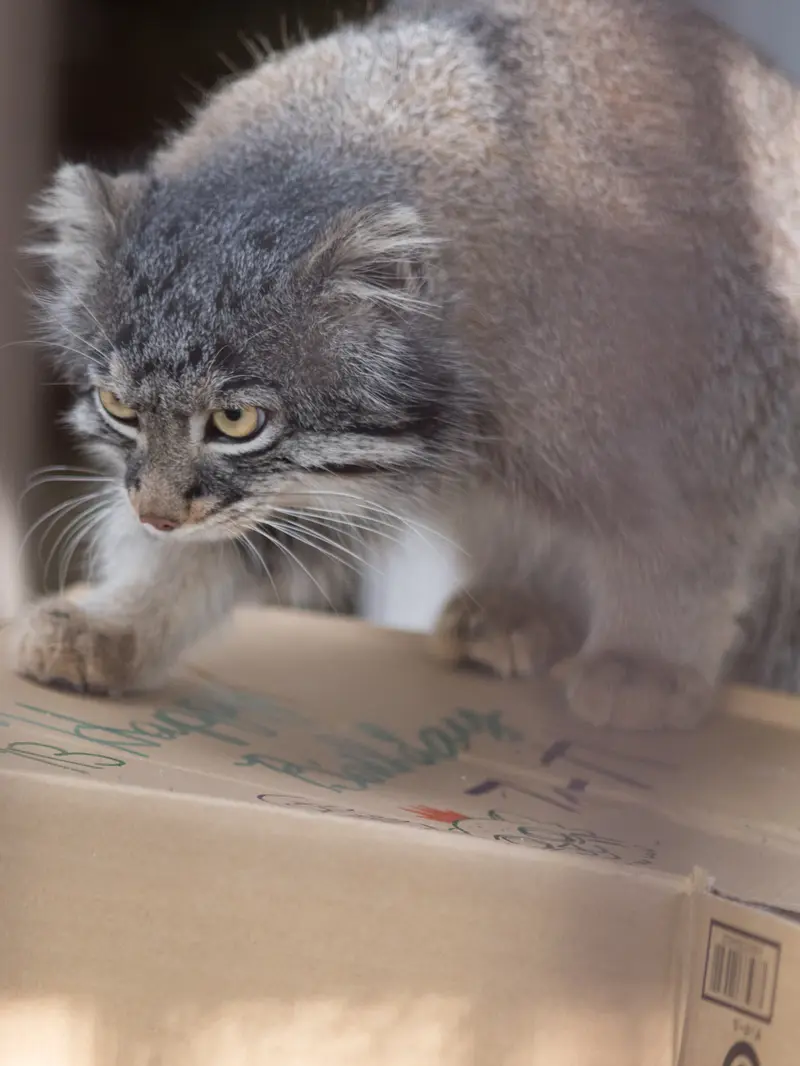 野毛山動物園のフィーガの写真