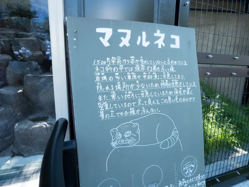 旭山動物園のマヌルネコの写真