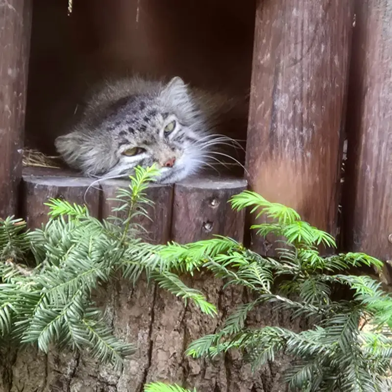 ポズナン新動物園のマニアの写真