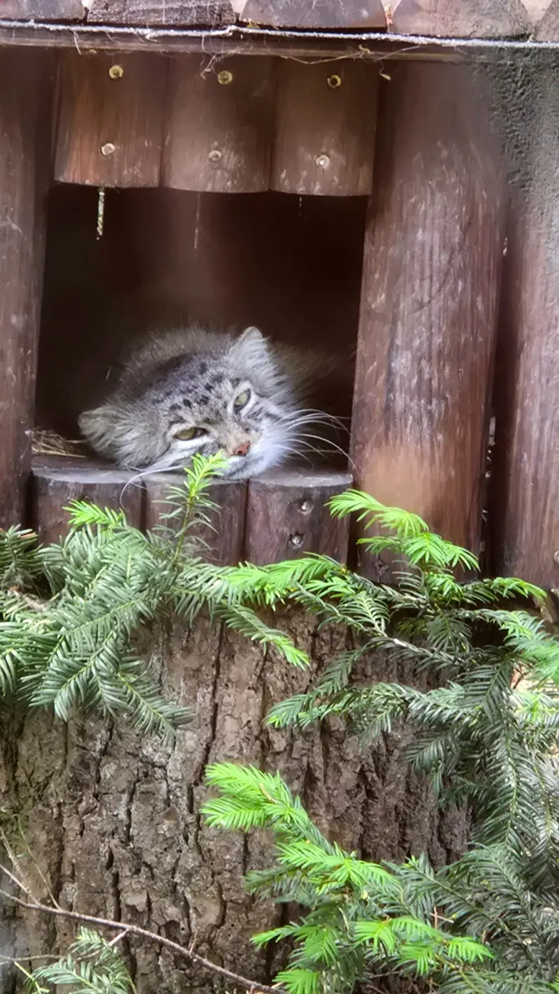 ポズナン新動物園のマニアの写真