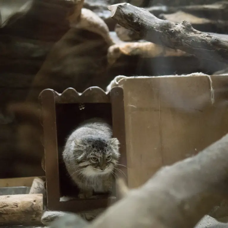 恩賜上野動物園のプリームラの写真