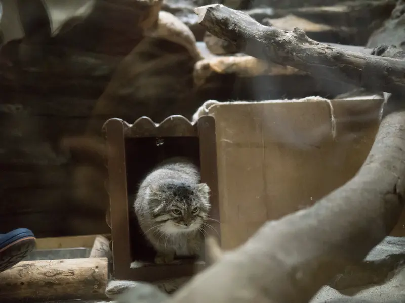 恩賜上野動物園のプリームラの写真