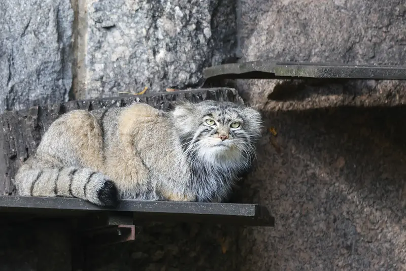 モスクワ動物園のティモフェイの写真