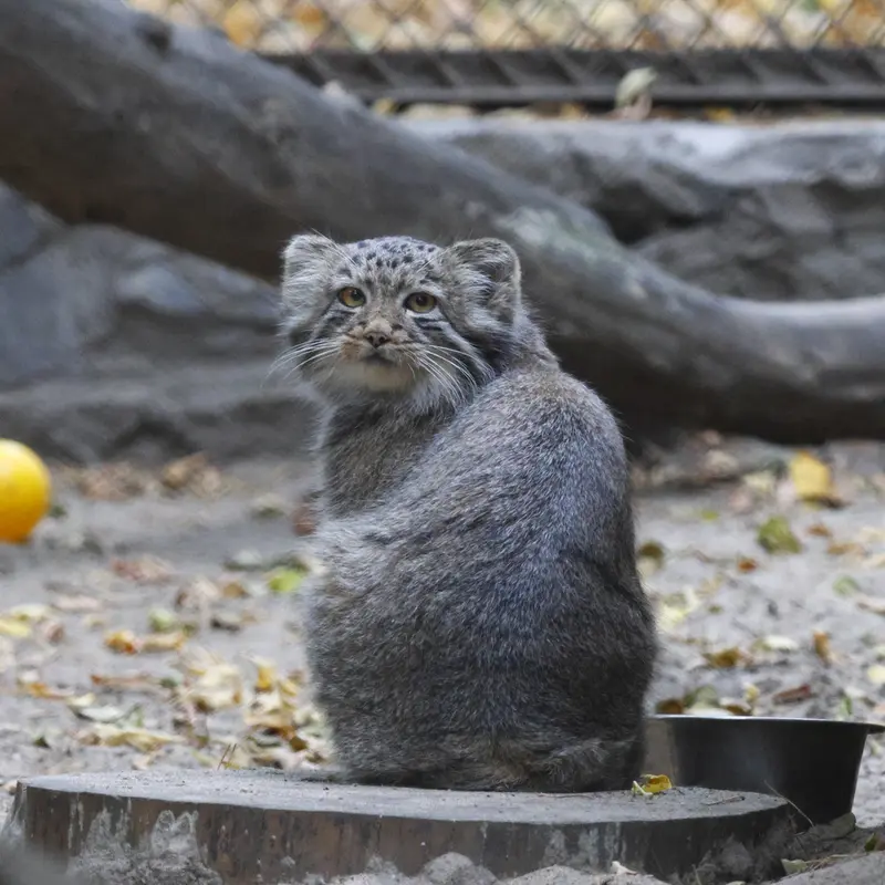 マヌルネコの写真