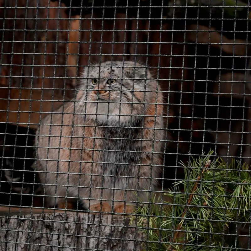 レニングラード動物園のシューの写真