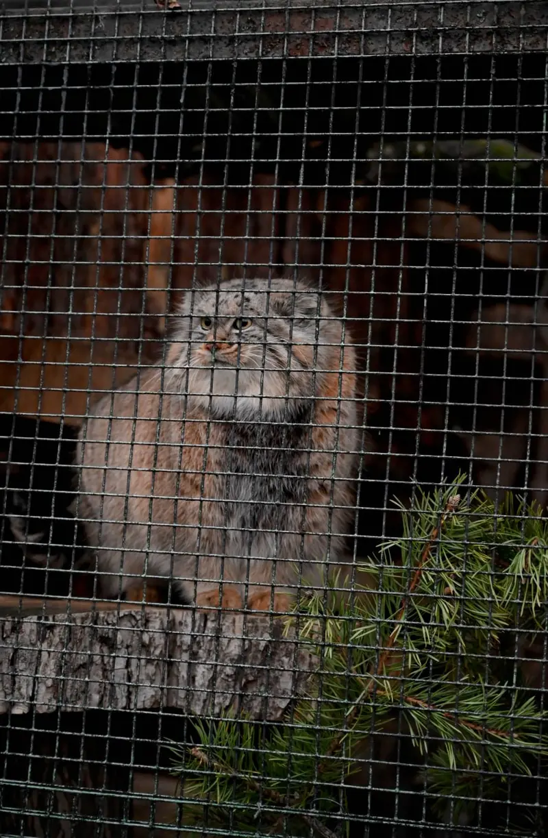 レニングラード動物園のシューの写真