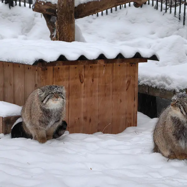ノヴォシビルスク動物園のキムとスキフの写真