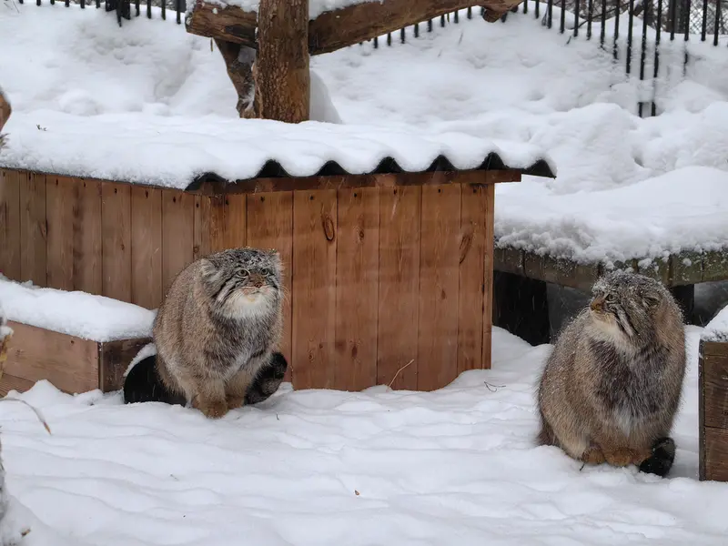 ノヴォシビルスク動物園のキムとスキフの写真