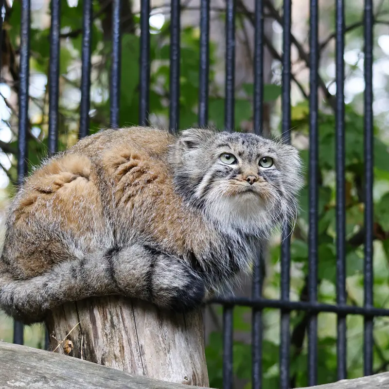 ノヴォシビルスク動物園のガビの写真