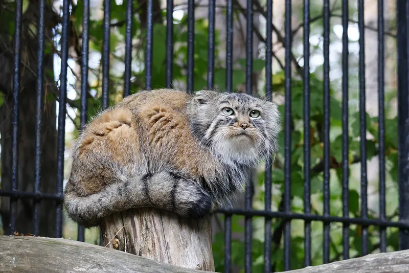 ノヴォシビルスク動物園のガビの写真