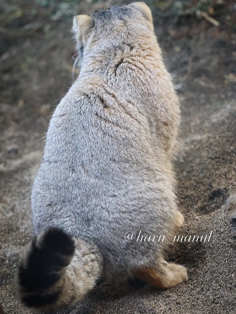 那須どうぶつ王国のナゴムの写真